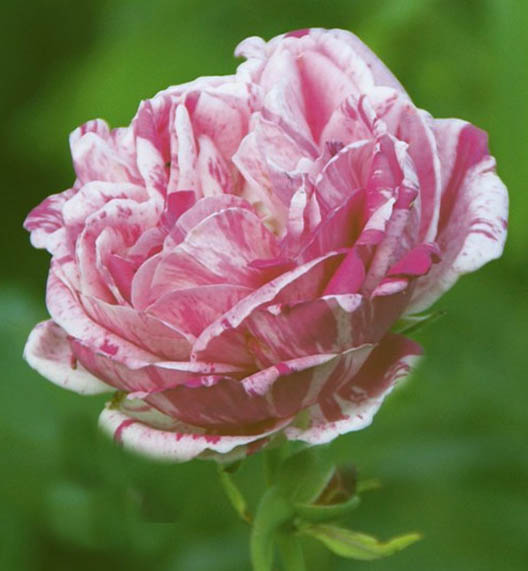 Bourbonrose