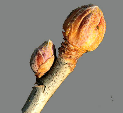 Gallmilbe-Johannisbeere.jpg
